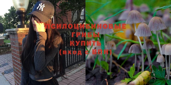 PSILOCYBIN Армянск